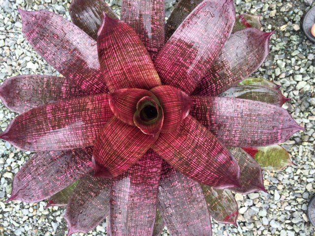 All Plants | Fantastic Gardens Hawaii